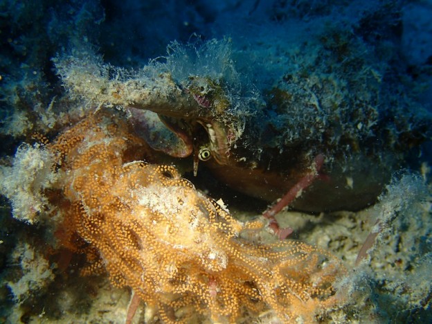 クモガイの産卵 【西表島ダイビング店 ダイブワンロード】