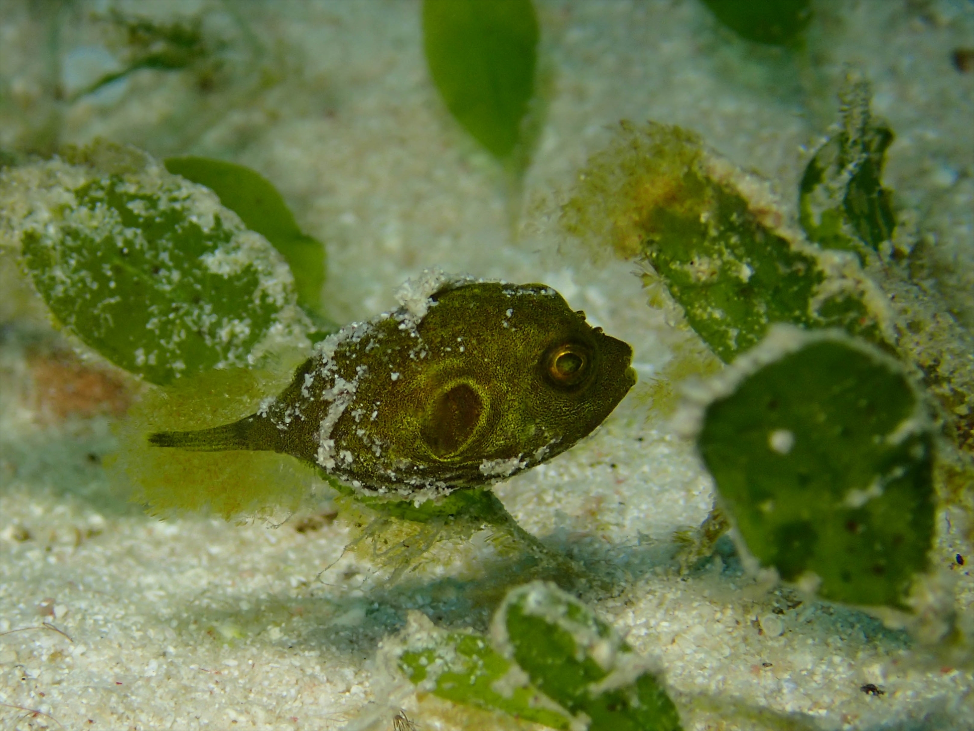 サザナミフグの幼魚がカワイイ 西表島ダイビング店 ダイブワンロード